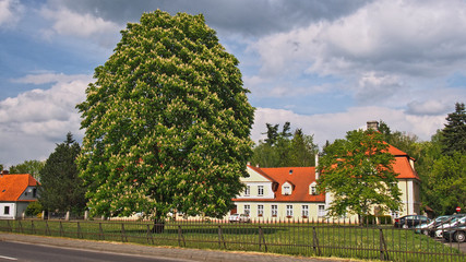 Duży kwitnący kasztanowiec © Maciek