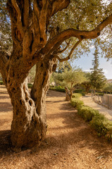 Jardim do Getsêmani 4 - Israel