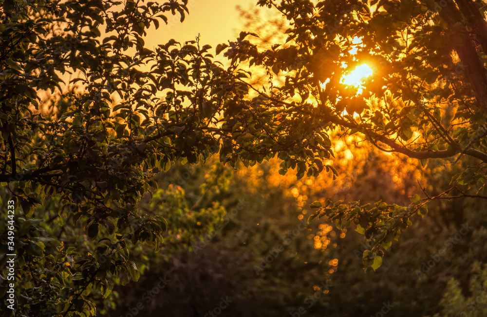 Wall mural Picturesque sunset against the backdrop of a summer green orchard