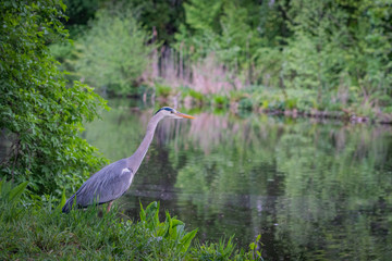 Gray Heron waiting for fish at the river Berlin castle park