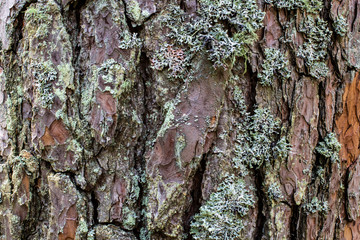 A solid old rusty iron door with a large old padlock with traces of orange and black paint.