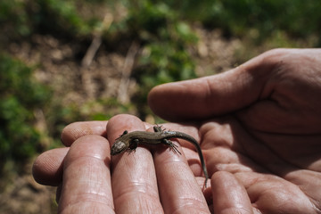 A young lizard in the hands of a man. Close up