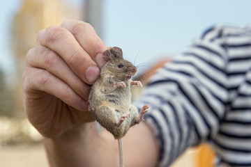 Man hand hanging and showing caught field or house mouse