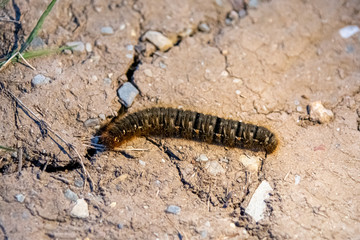 Close up of an Oak Eggar moth caterpillar in Cornwall in Spring
