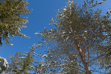 Green Branches of Fir with Snow and Blue Sky in background