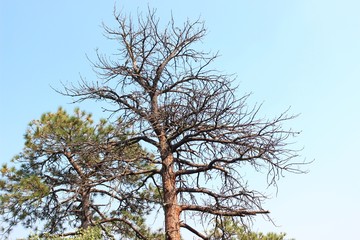 Natural beauty in south dakota, USA