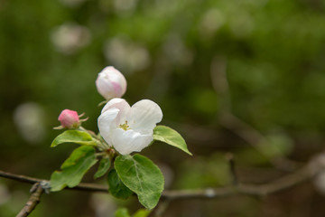 A flowering sprig of apple trees. Close-up.