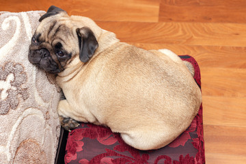 Cute dog sleeping on the bed. pug portrait close up