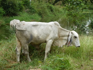 Skinny white cow in Thailand