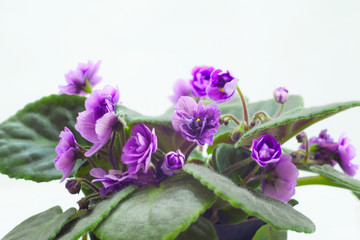 Violets