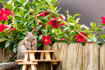 Squirrel having a picnic