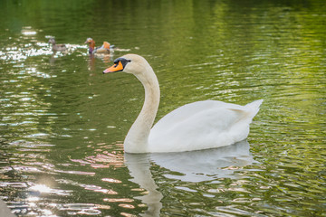 Wonderful white Swan swimming on a lake at Berlin castle park