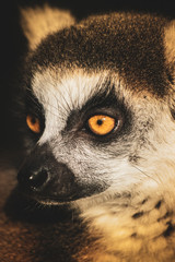 Lemur en primer plano y de perfil