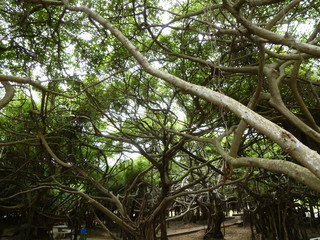 Sai Ngam - Thailand's biggest and oldest banyan tree in Phimai