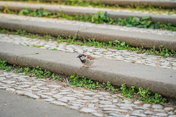 Small Bird on Stairs at Berlin Castle Park