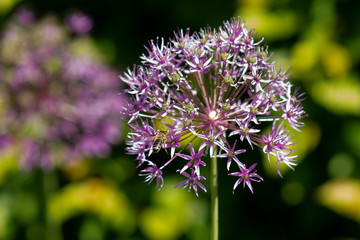White and pink jewelry lily with bee