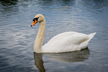 Fototapeta premium Wonderful white Swan swimming on a lake at Berlin castle park