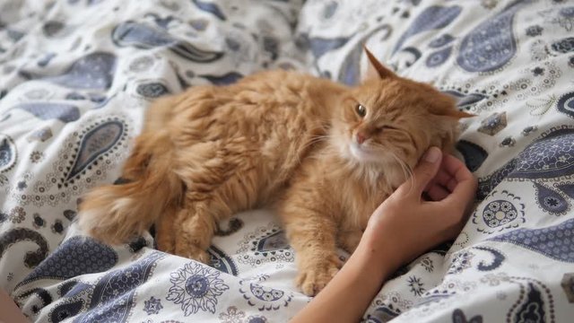 Lazy ginger cat sleeps in bed. Woman strokes cute fluffy pet's neck. Domestic animal has a nap on bed.
