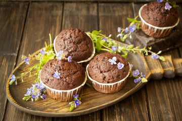 Chocolate muffins with blue spring flowers on dark backgroun