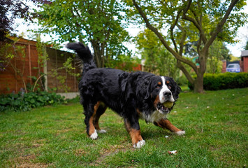 Happy and active Bernese Mountain Dog playing with tennis ball in the back yard. 