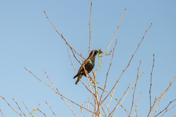 Beautiful bird