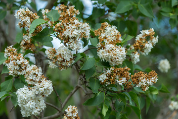 Blossoming lilac tree in late spring with brown dry flowers