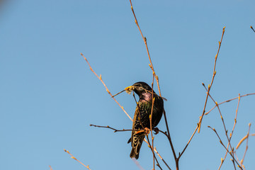 Beautiful bird