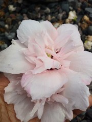Handpicked wet pink flower