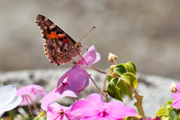 butterfly on flower