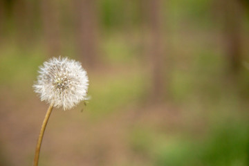 Dandelion in the wind on a green background.