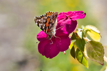 butterfly on flower
