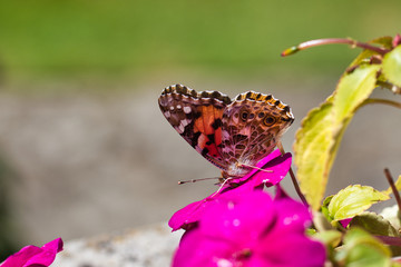 butterfly on flower