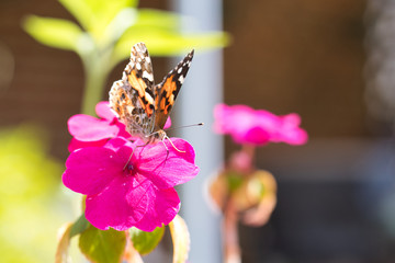 butterfly on flower