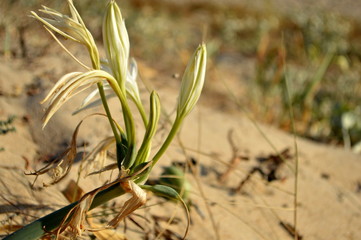 Flores en la arena de playa