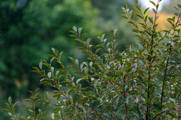 Beautiful branches of young cherry tree with green leaves during rain. Drops of water fall from sky against background of blurred green foliage. Rainy summer cloudy cold weather