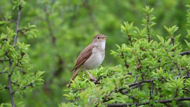 The common nightingale or simply nightingale (Luscinia megarhynchos), also known as rufous nightingale, is a small passerine bird best known for its powerful and beautiful song.