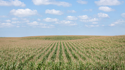 Fototapeta na wymiar Corn Field in Summer