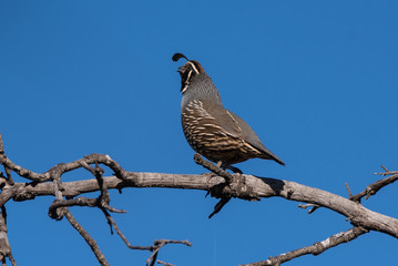 Male California Quail perched on highest tree branch calling out to mate against the clear blue sky.