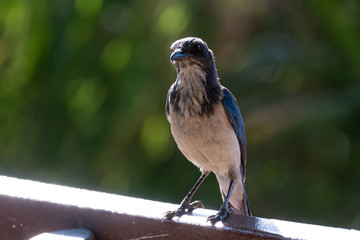 Curious blue California Scrub Jay feeling secure while perched on top of park bench with beak facing forward.