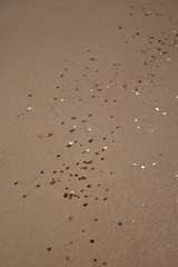 Shells and stones on a beach © 4Media Creations