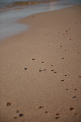 Shells and stones on a beach