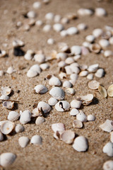 Close up of shells and stones on a beach © 4Media Creations