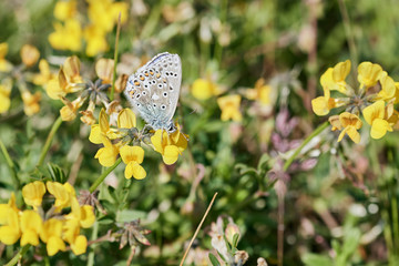 Common blue butterfly (Polyommatus icarus) sitting on a yellow wildflower in grassy habitat