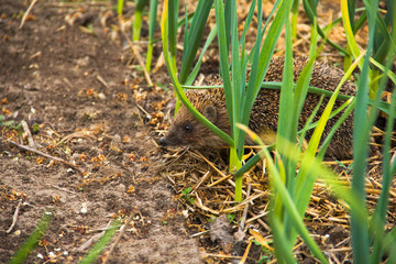 Hedgehog in the garden. Hedgehog close up. Erinaceus europaeus