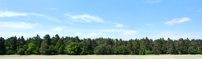 Schöner Wald mit bleuem Himmel als Banner HIntergrund