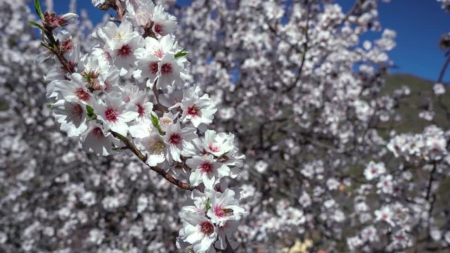 Zweig eines wei&szlig; bl&uuml;henden Mandelbaums mit Biene