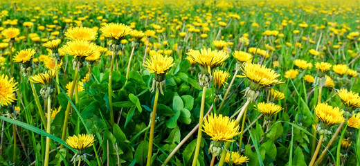 Meadow with yellow dandelions.