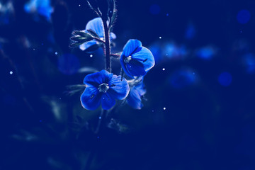 blue night flowers. beautiful dark floral background