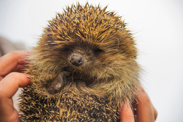 Hedgehog in the garden. Hedgehog in the hands. Erinaceus europaeus