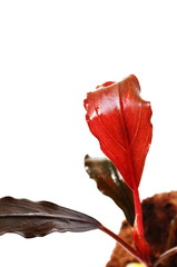 bucephalandra brownie red